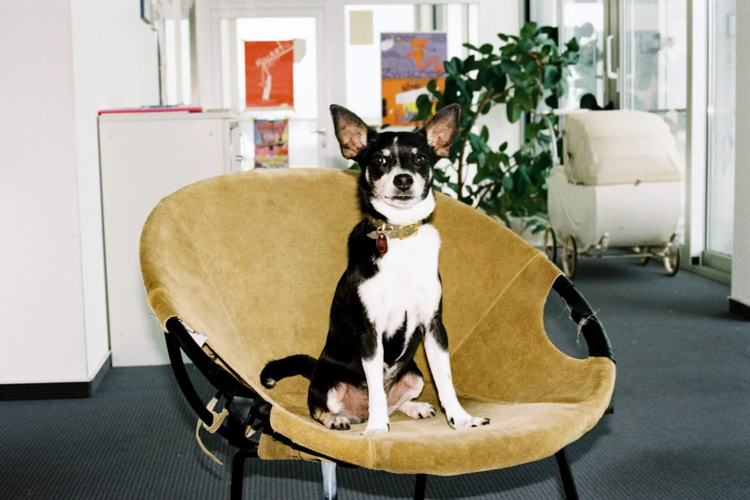 Bürohund Pina im Sessel